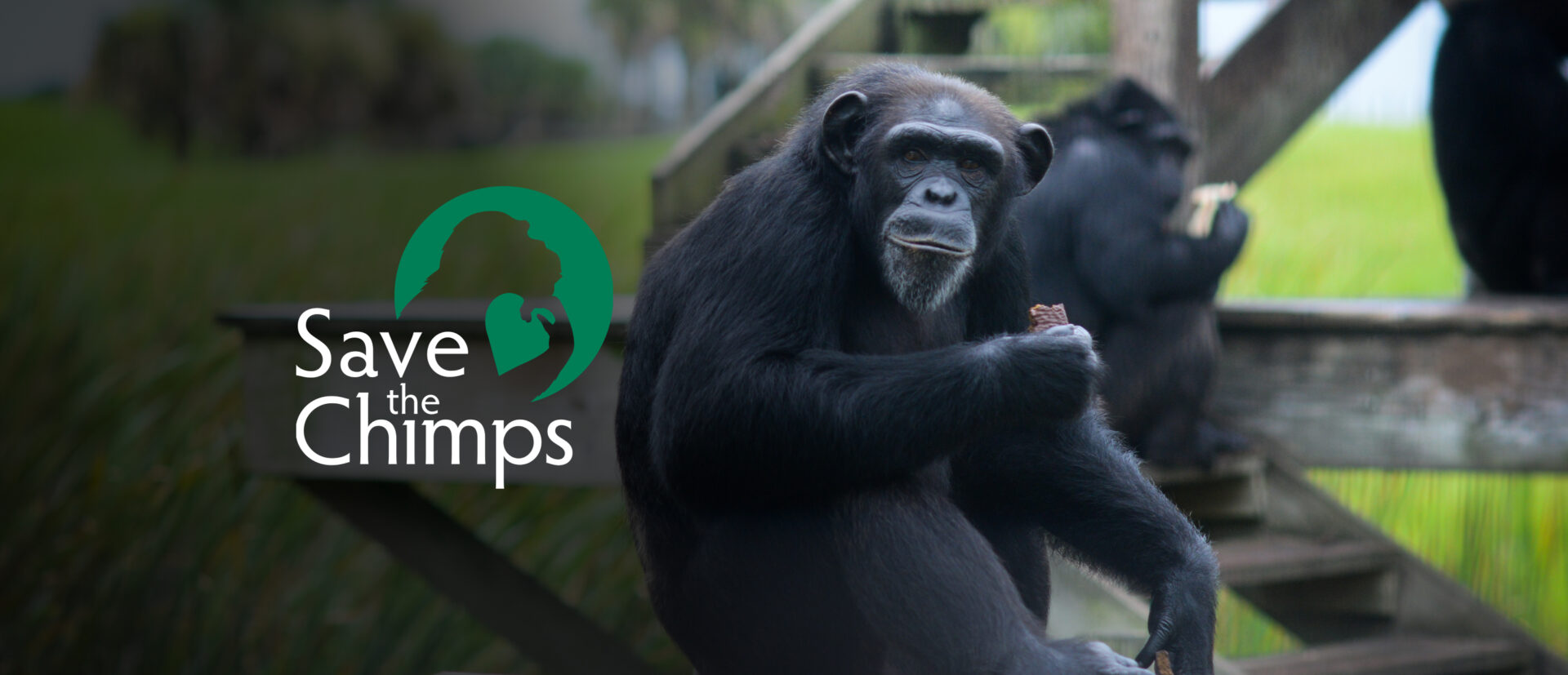 Save the Chimps